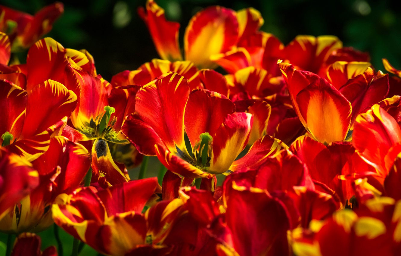Photo Wallpaper Light, Flowers, Bright, Spring, Tulips, - Tulip - HD Wallpaper 