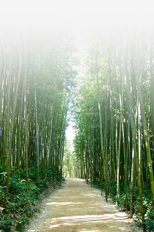 Com Apple Wallpaper Bamboo-forest Iphone4 - Bamboo Forest Korea - HD Wallpaper 
