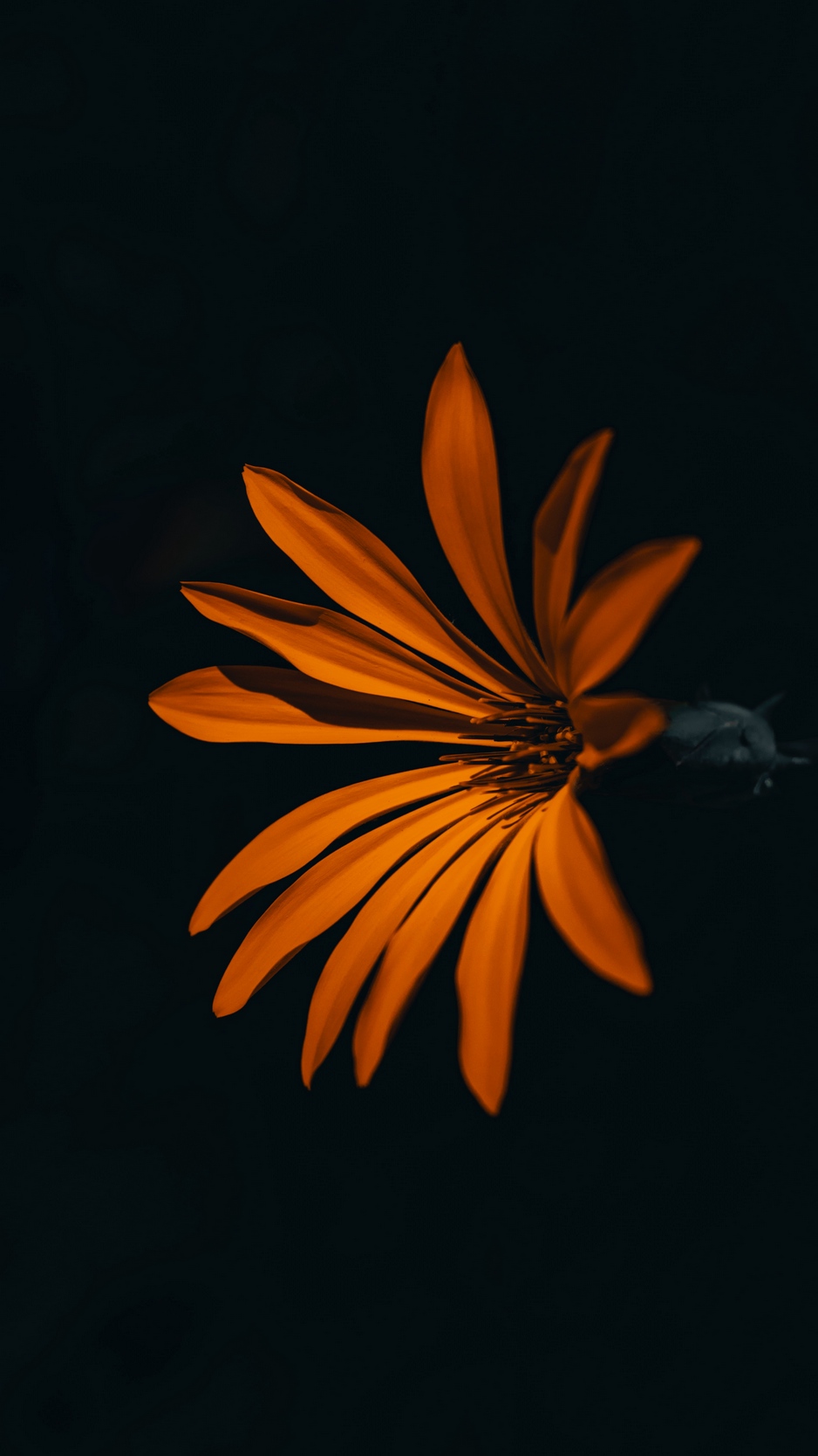 Wallpaper Flower, Orange, Dark, Petals - Motivational Quotes Wallpaper Hd - HD Wallpaper 