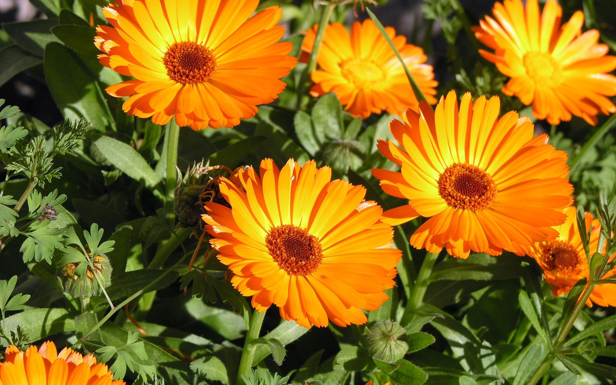 Flores De Color Naranja - HD Wallpaper 