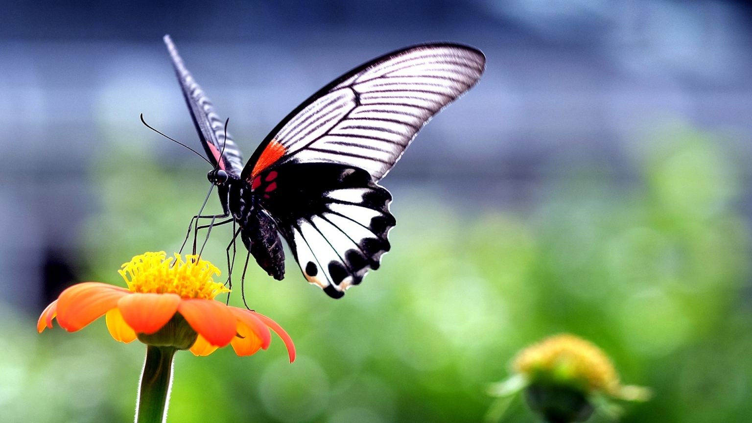 Butterfly In The Flower - HD Wallpaper 