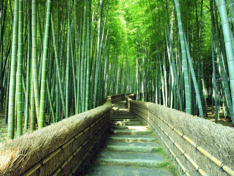 3 Wallpaper, Trail In A Bamboo Forest - Footpaths Windows Theme - HD Wallpaper 