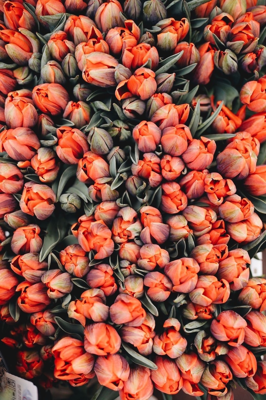 Flower, Flowers And Wallpaper - Aesthetic Tulips - HD Wallpaper 