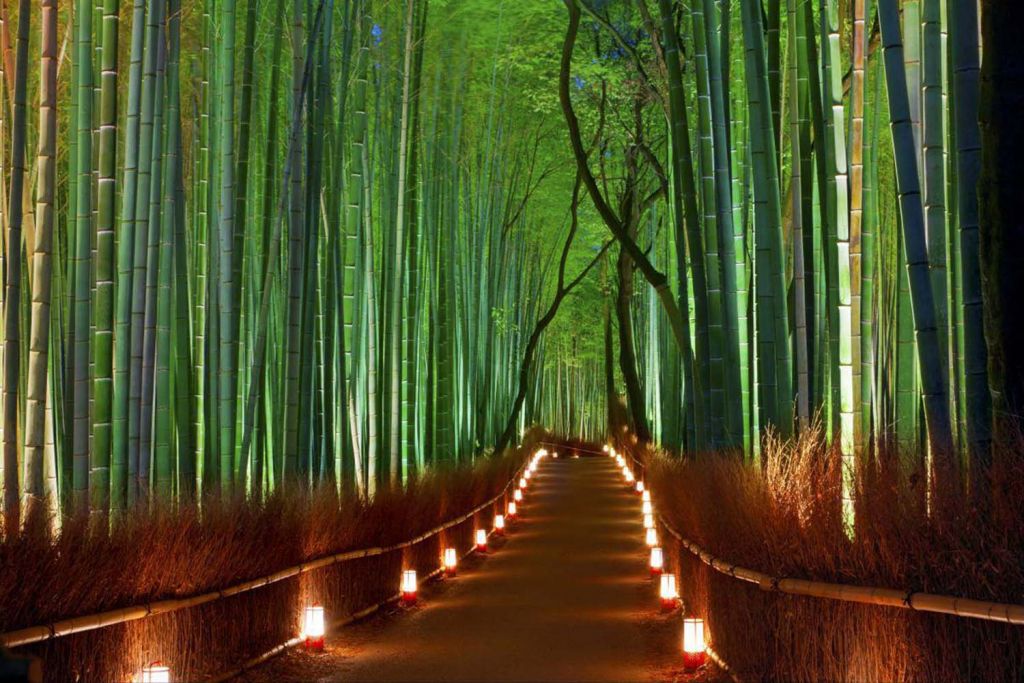 Arashiyama Bamboo Forest Night - HD Wallpaper 