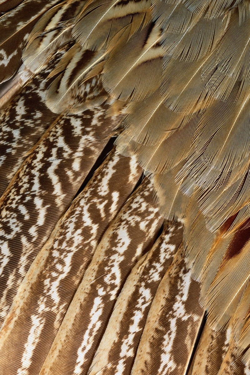 Wallpaper Feathers, Black, Dark, Shape - Iphone Wallpaper Feathers Gold - HD Wallpaper 