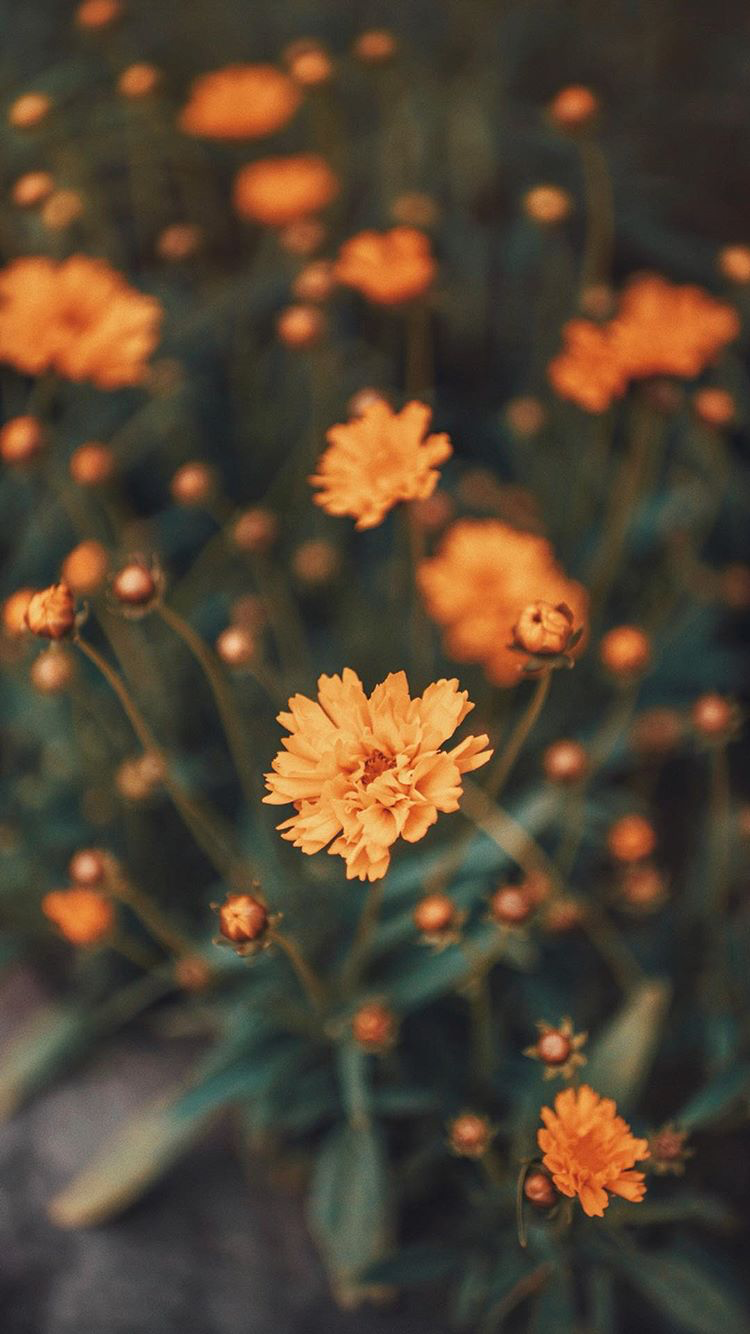 Brandon Woelfel Wallpaper Hd - HD Wallpaper 