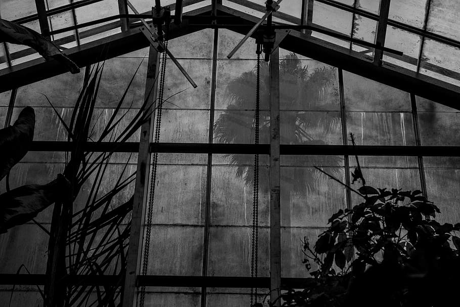 United States, Berkeley, University Of California Botanical - Monochrome - HD Wallpaper 