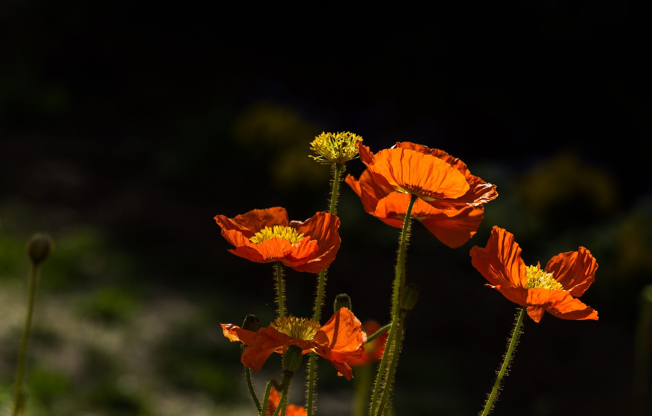 Photo Wallpaper Light, Flowers, The Dark Background, - Oriental Poppy - HD Wallpaper 