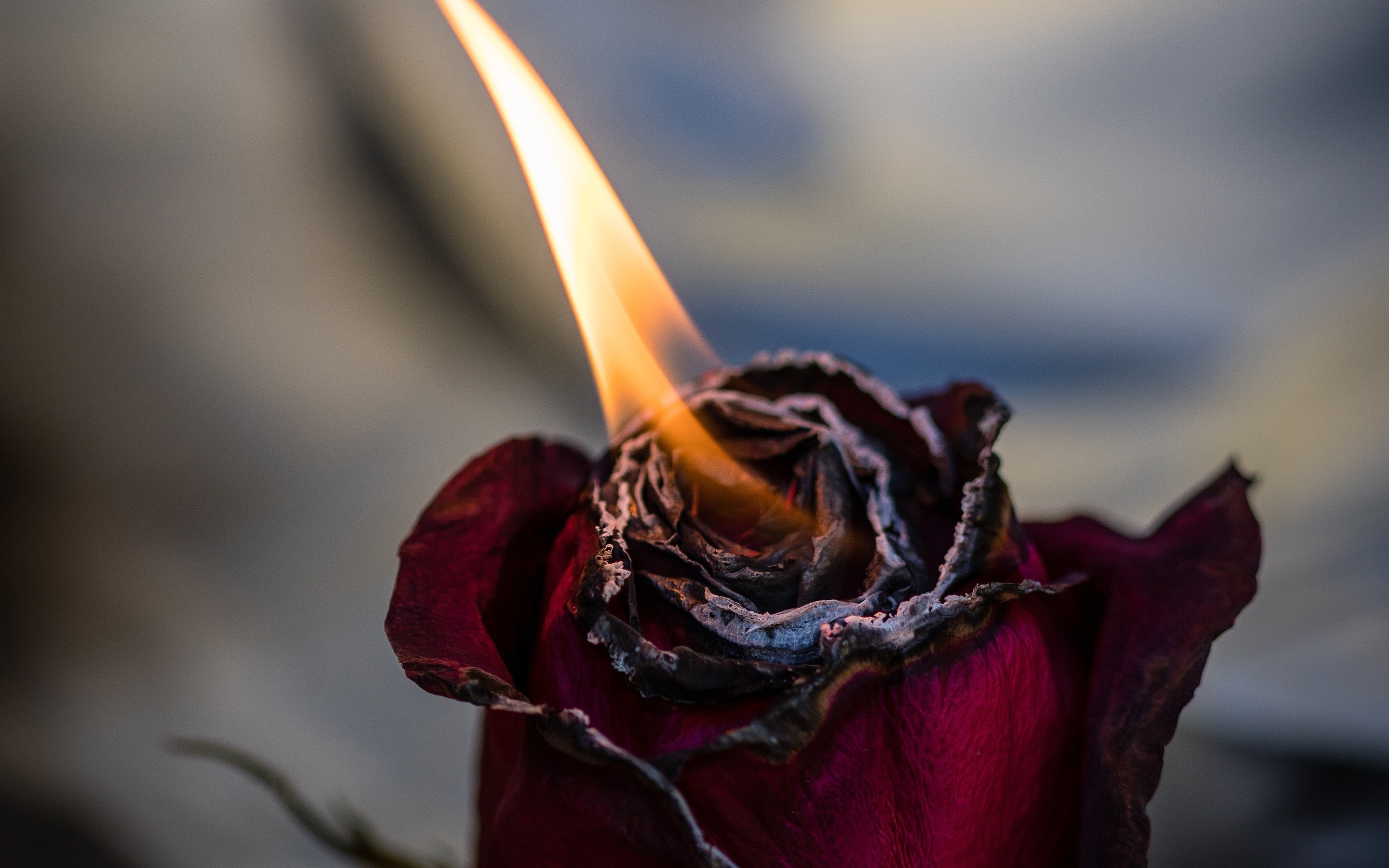 Wallpaper Rose Burning - HD Wallpaper 