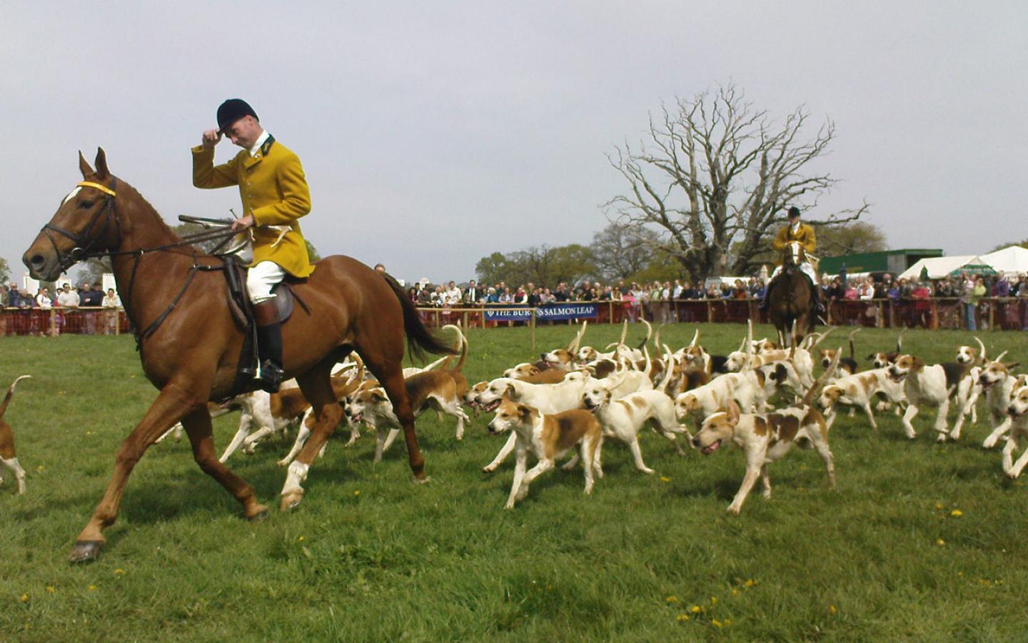 Berkeley Hunt, Gloucestershire, England Wallpaper - Stallion - HD Wallpaper 