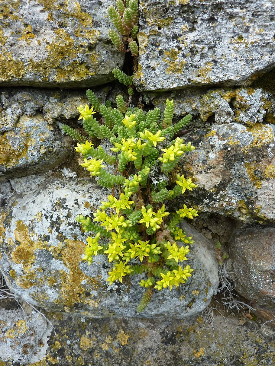 Wild Flower, Drywall, Yellow, Nature, Sedum, Growth, - Stonecrop - HD Wallpaper 