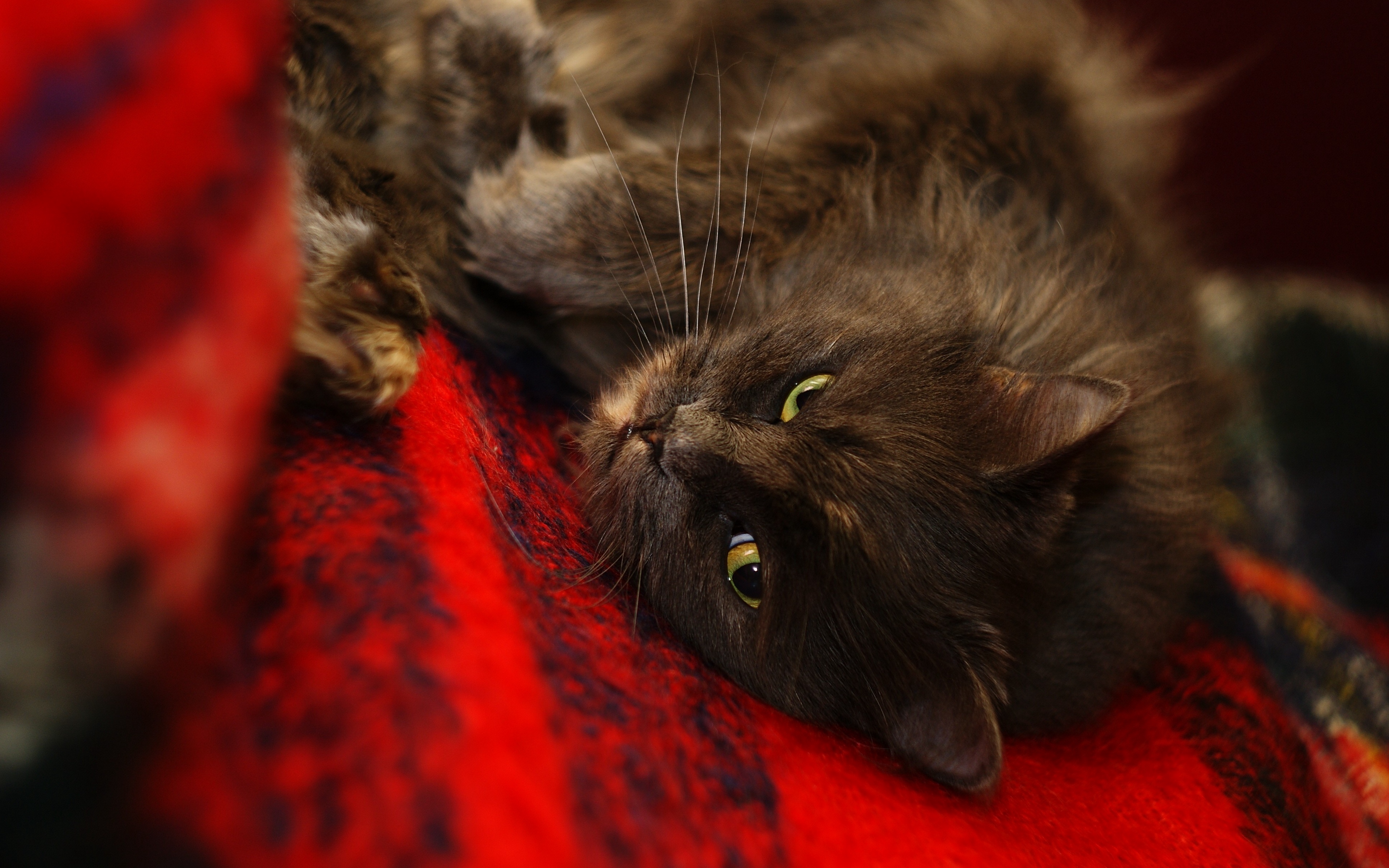 Wallpaper Cat, Muzzle, Sleep, Fuzzy - Cat - HD Wallpaper 