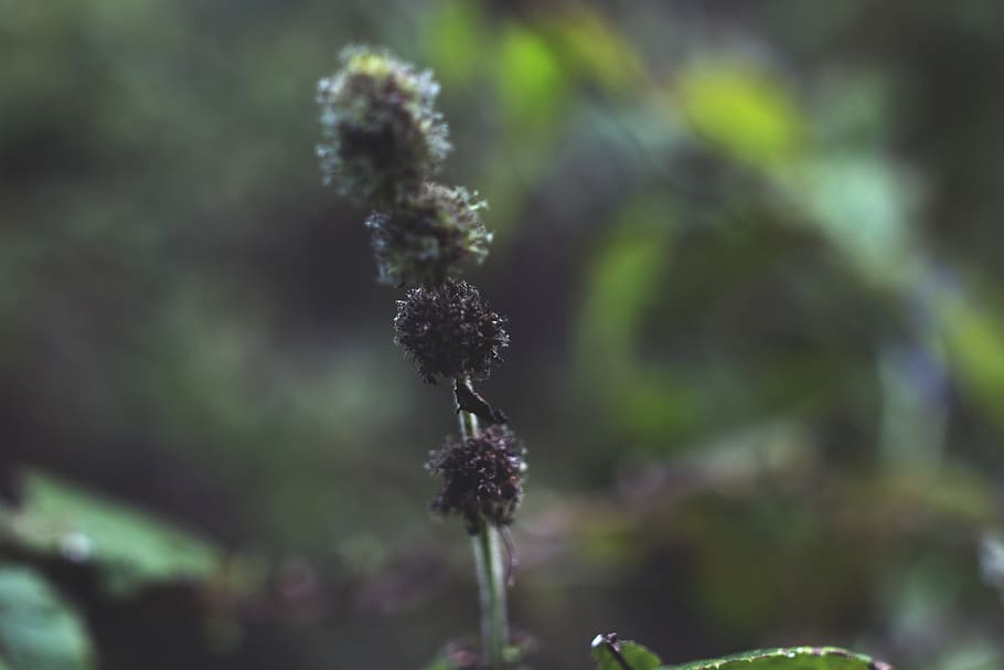 United States, Chesterton, Micro, Detail, Fuzzy, Plant, - Macro Photography - HD Wallpaper 