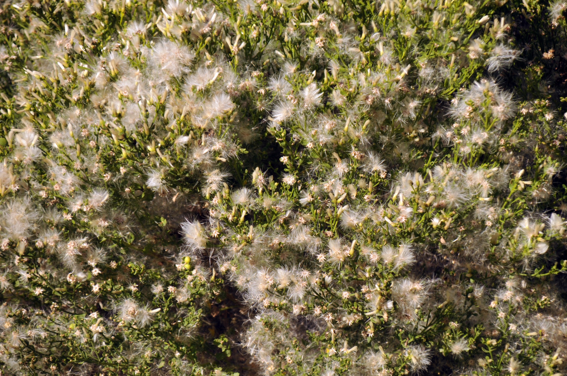 Background Wallpaper Plant Free Photo - Liverwort - HD Wallpaper 