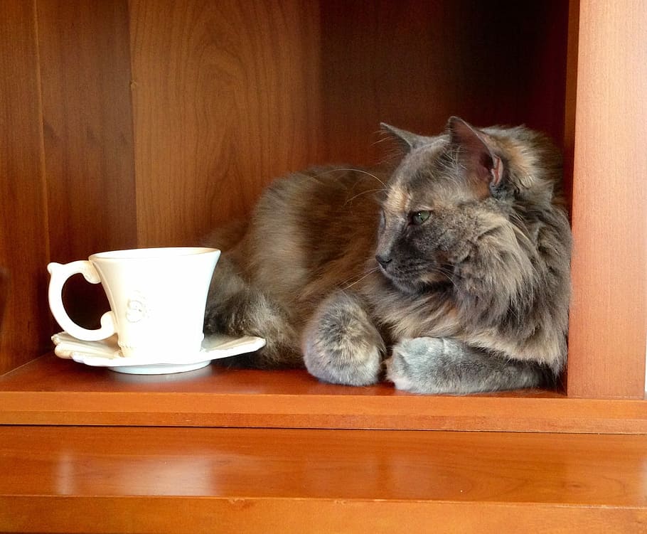 Long-fur Brown Cat Beside White Ceramic Mug, Tea, Warm, - Cat And Tea - HD Wallpaper 