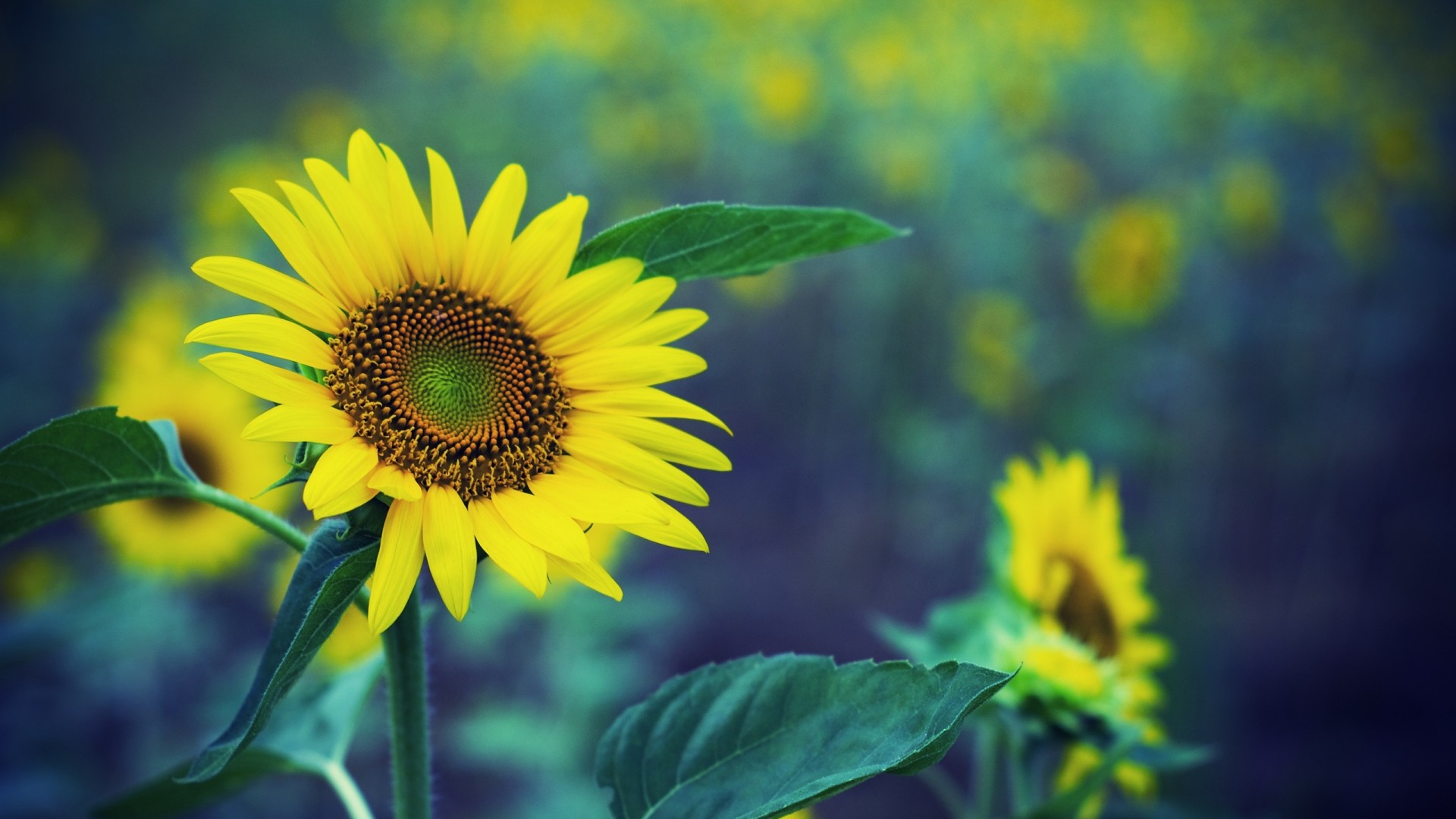 Spring Sunflower Background - HD Wallpaper 