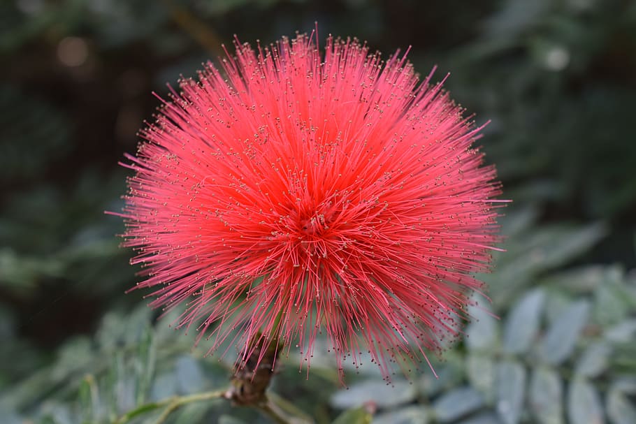 Pink, Peach, Fuzzy, Flower, Plant, Kauai, Nature, Close-up, - Pink Fuzzy Flower - HD Wallpaper 