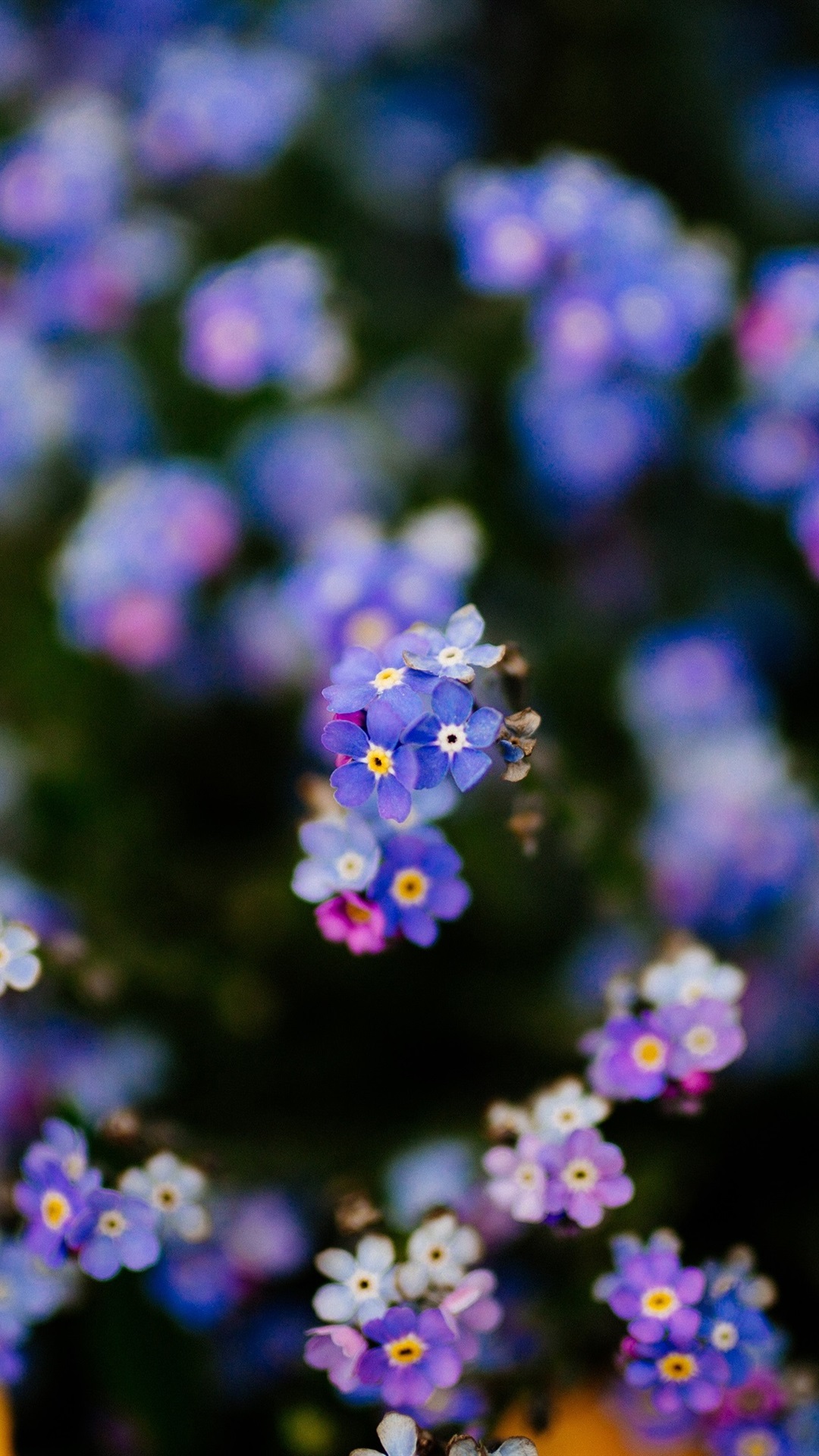 Iphone Wallpaper Forget Me Not Flowers Background, - Forget Me Not Purple - HD Wallpaper 