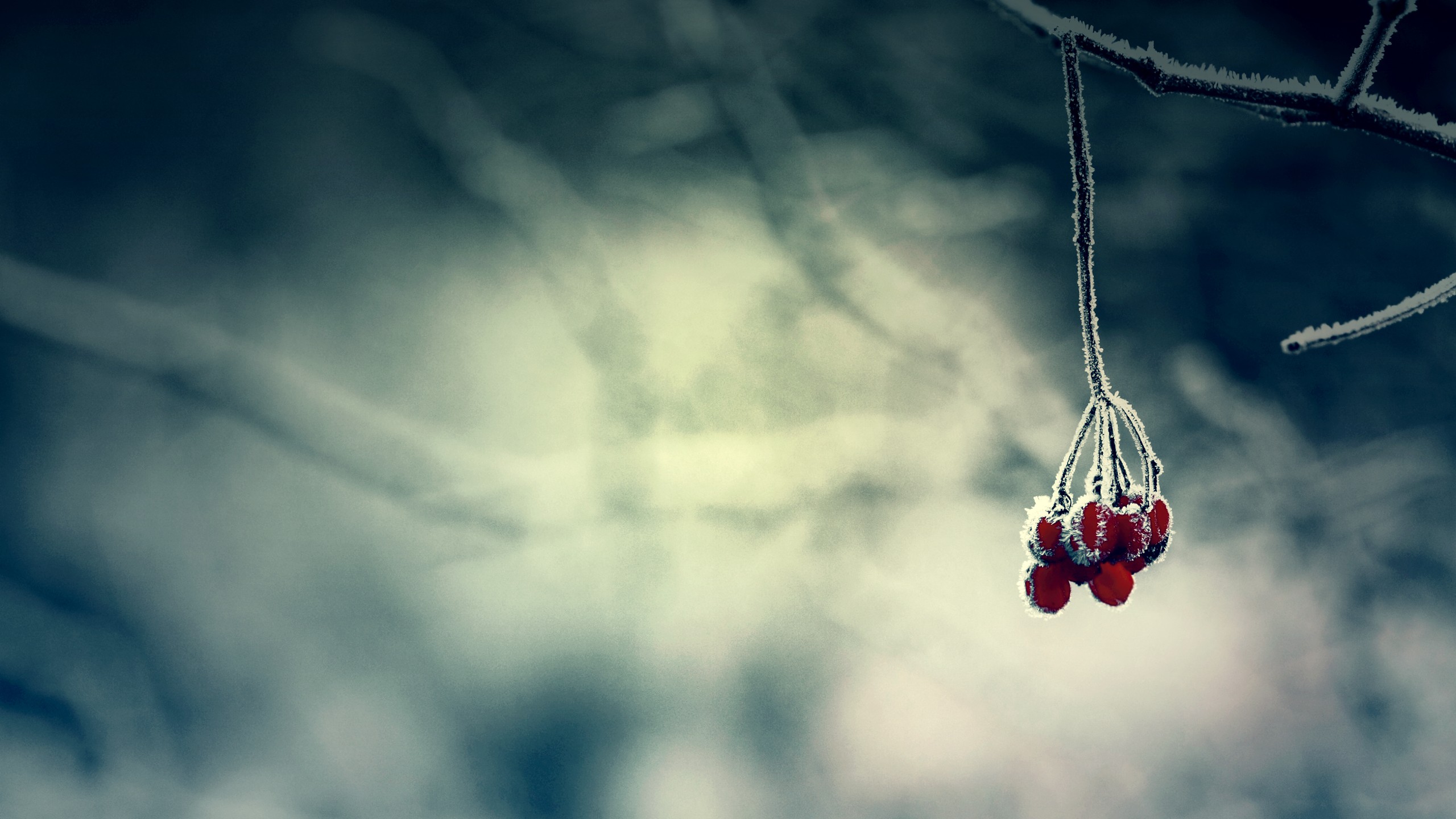 Wallpaper - Nature Blur Wallpapers Hd - 2560x1440 Wallpaper Wallpaper - Nature Blur Wallpapers Hd - 2560x1440 Wallpaper