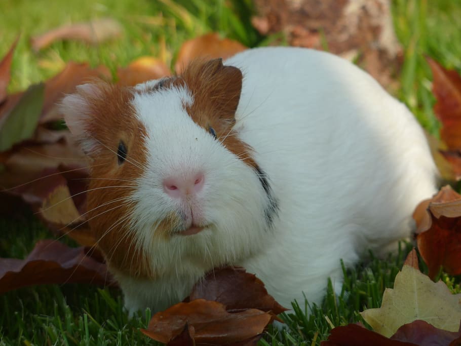 Guinea Pig, Pet, Small, Animal, Adorable, Furry, Friend, - Guineapig - HD Wallpaper 