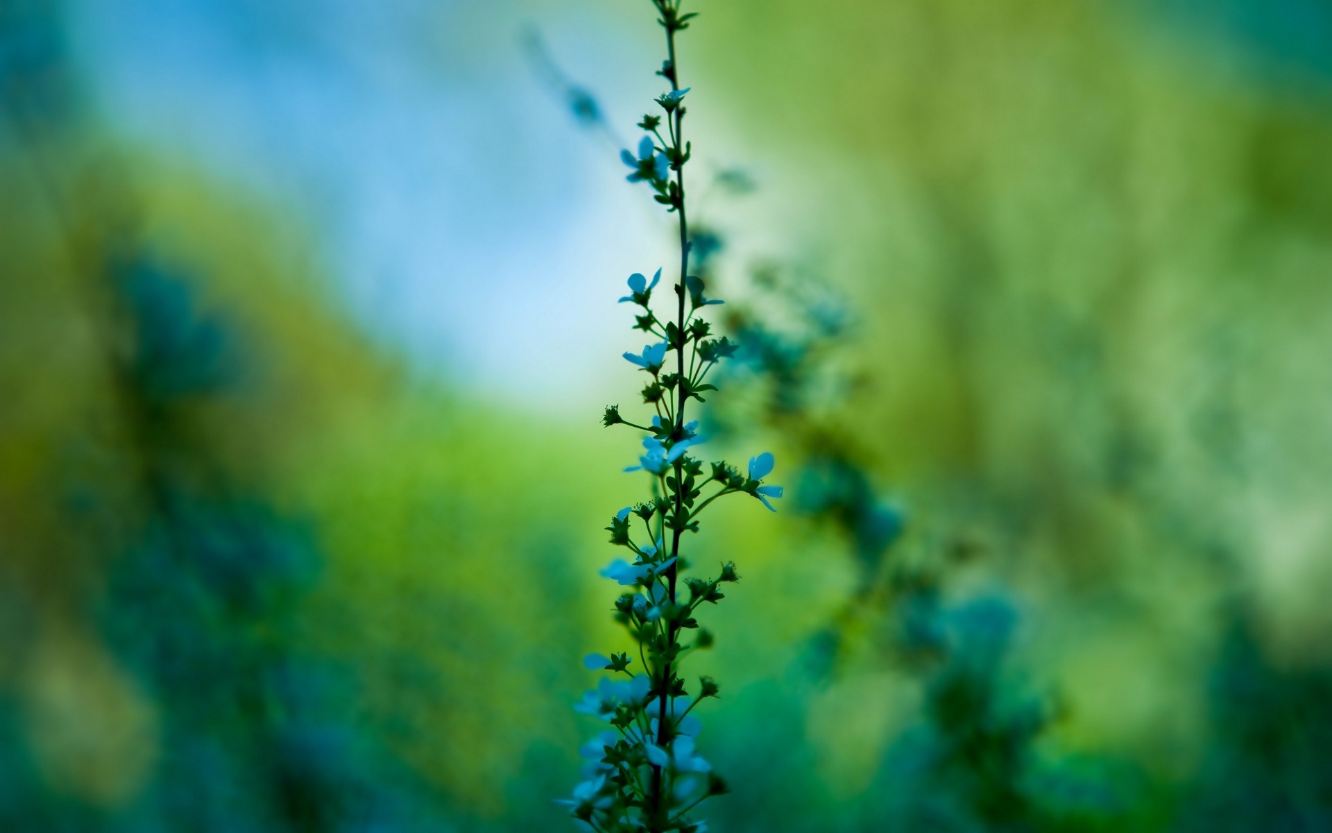 Wallpaper Flowers, Blur, Background, Grass - Full Hd Blur Background - HD Wallpaper 
