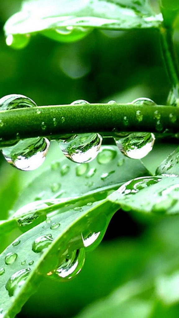 Crystal Clear Water Droplets Green Iphone Wallpaper - 576x1024 Wallpaper - Crystal Clear Water Droplets Green Iphone Wallpaper - 576x1024 Wallpaper -