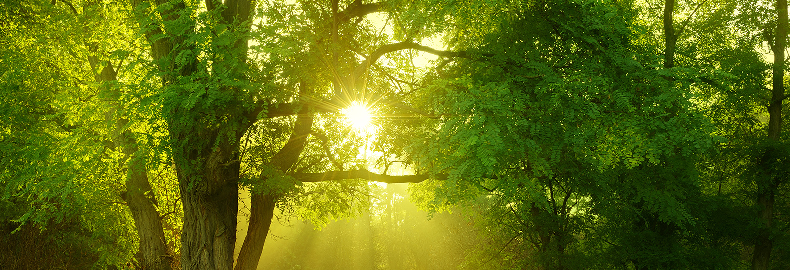 Shutterstock 3d Natural - HD Wallpaper 