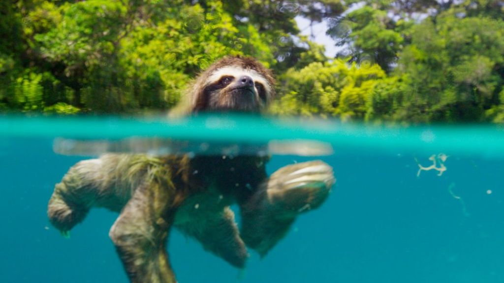 Sloth - Planet Earth 2 Islands - HD Wallpaper 