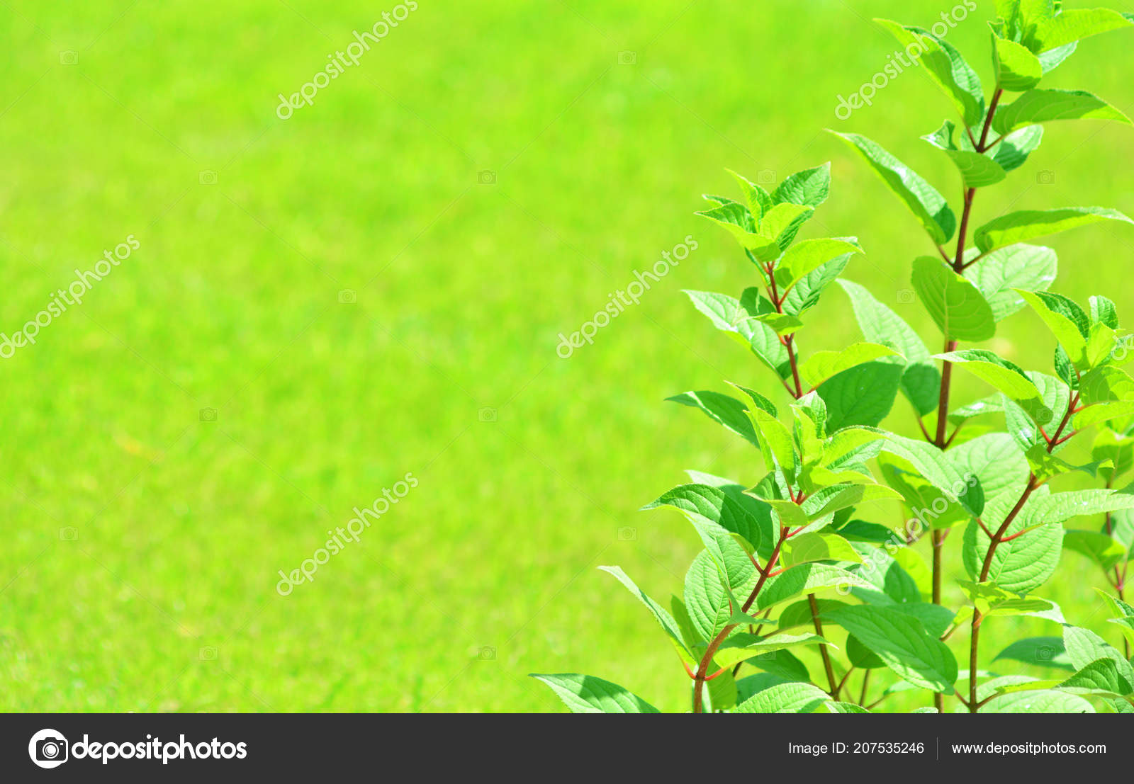 Grass - HD Wallpaper 