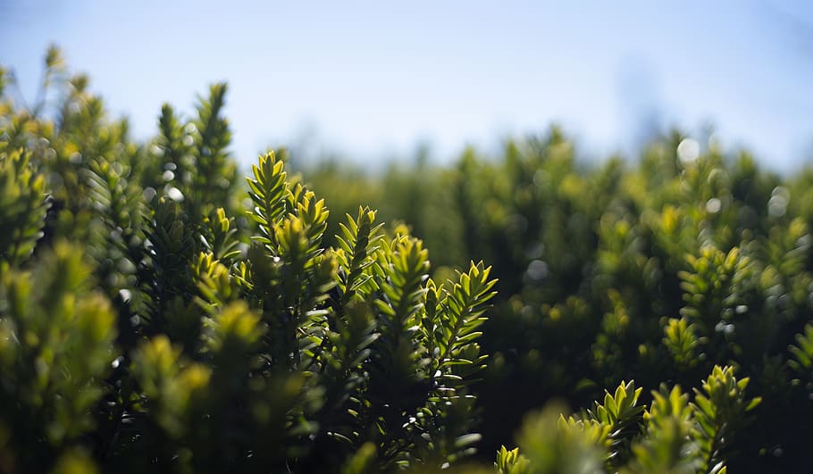 Earth Day, Nature, Green, Spring, Leaves, Serene, Outside, - HD Wallpaper 