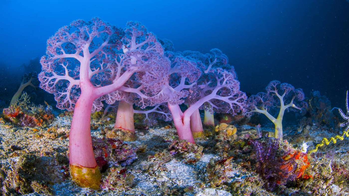 Soft Corals - HD Wallpaper 