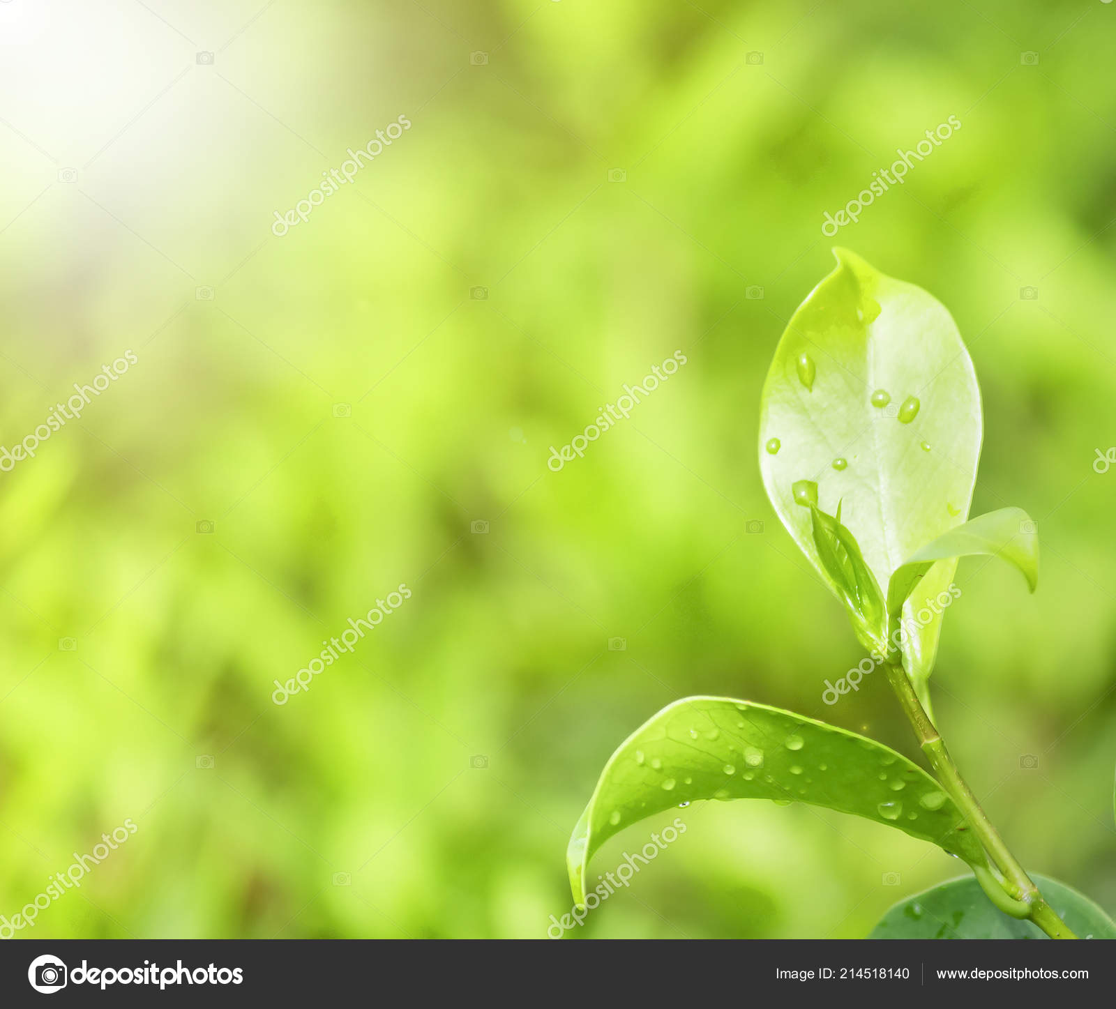 Macro Photography - HD Wallpaper 