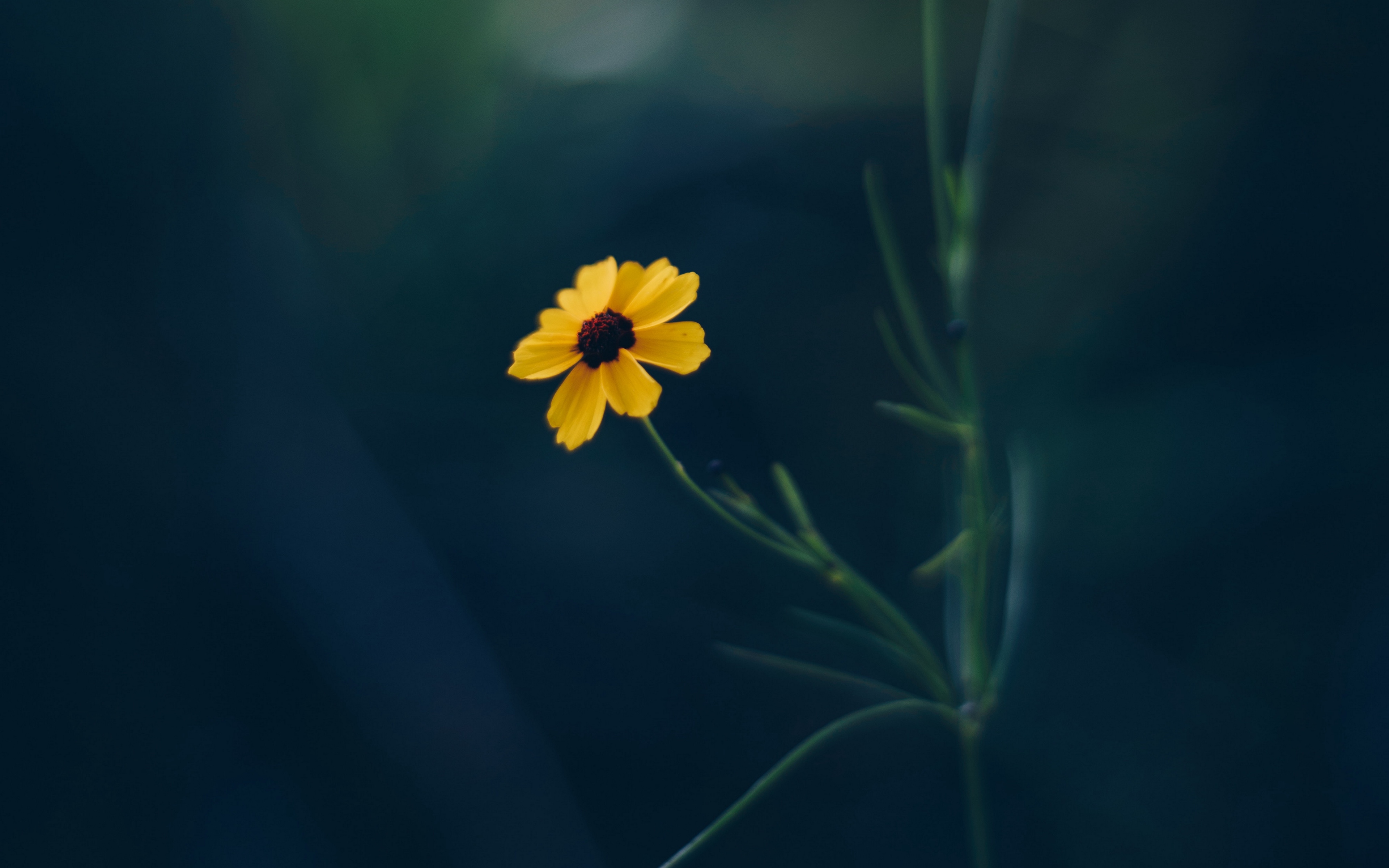 Wallpaper Cosmos, Flower, Yellow, Blur - Parveen Shakir Shayari In Hindi - HD Wallpaper 