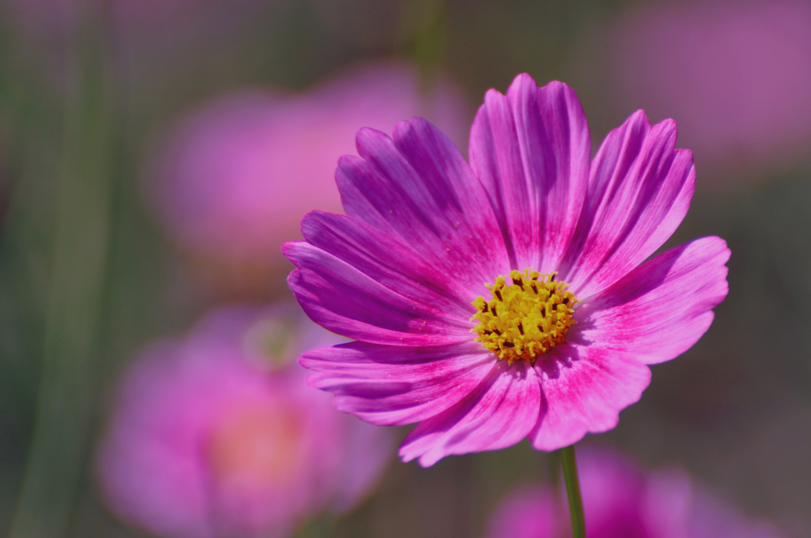 Garden Cosmos - HD Wallpaper 