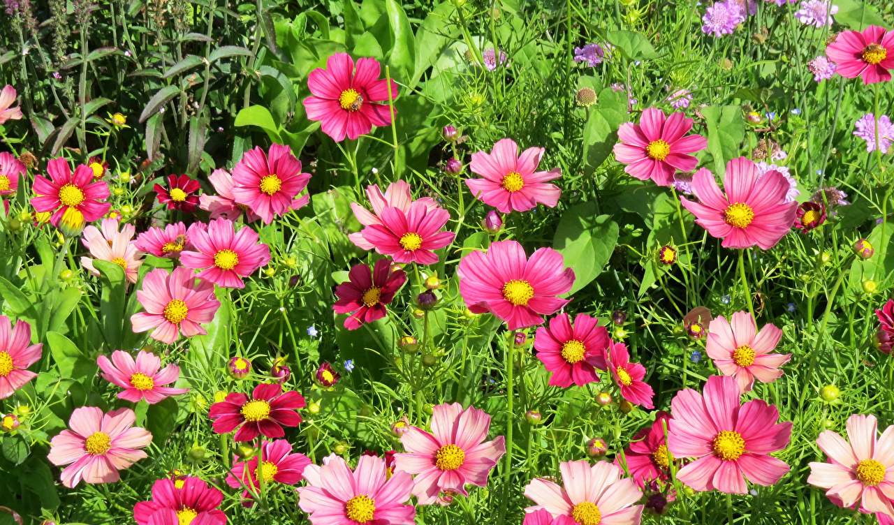 Flower - HD Wallpaper 