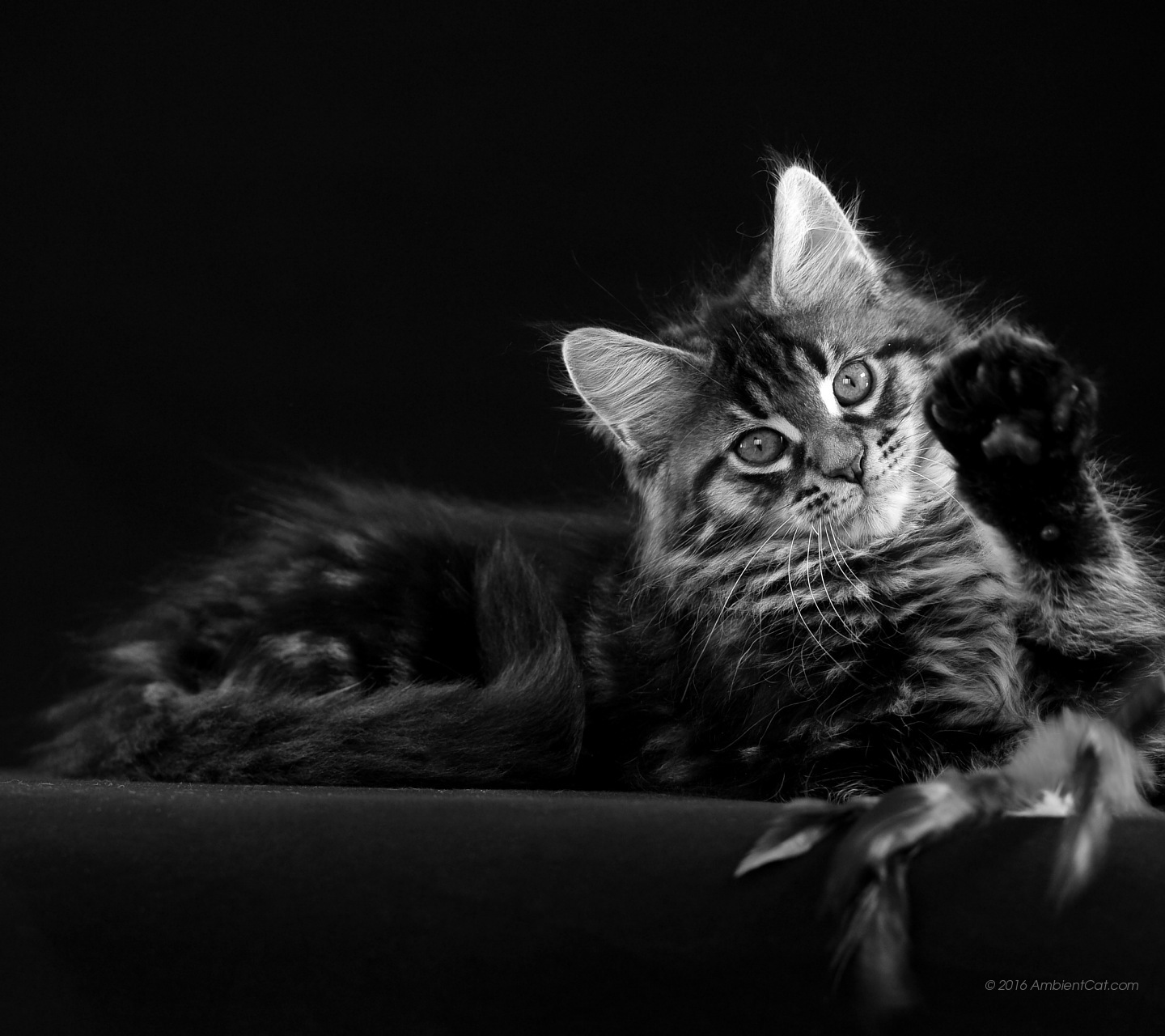 Zte Blade A610 - Papel De Parede Gatinhos 1080 - HD Wallpaper 