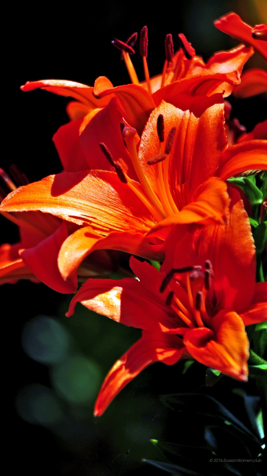 Zte Zmax Pro Background - Papel Parede Celular Com Lirios - HD Wallpaper 