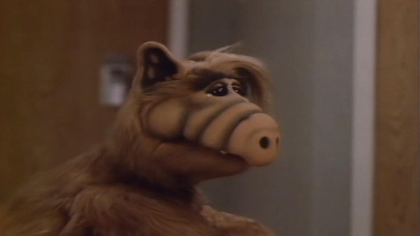 Animal Figure - HD Wallpaper 