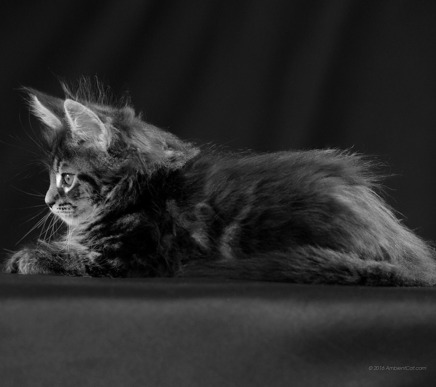 Zte Blade X5 - Black Cat - HD Wallpaper 