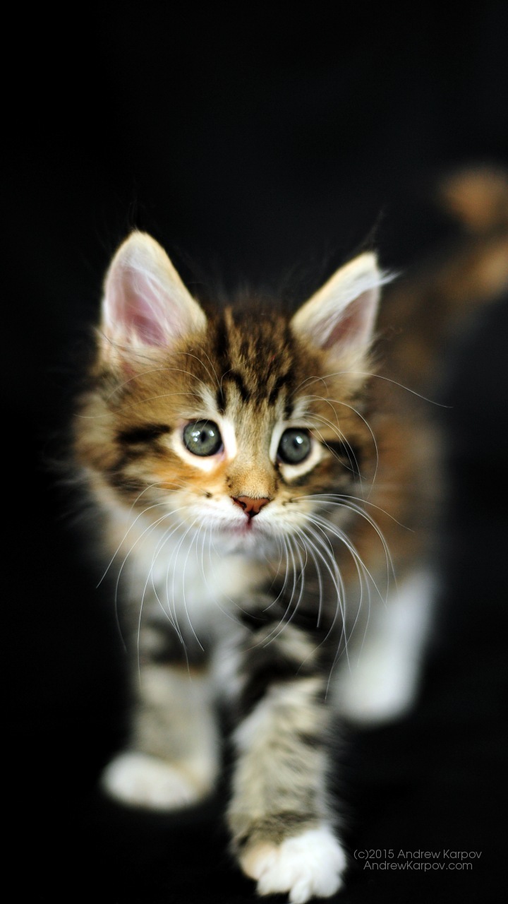 Vivo V3 Background - Bakgrundsbilder Iphone 8 Plus - HD Wallpaper 