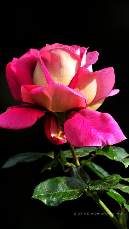 Micromax Canvas Mega 2 Q426 Background - Beautiful Roses Wallpapers Free Download - HD Wallpaper 