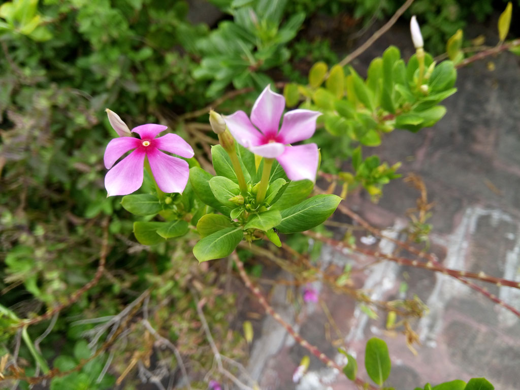 Gionee A1 Lite Review - Gionee A1 Lite Camera Sample - HD Wallpaper 