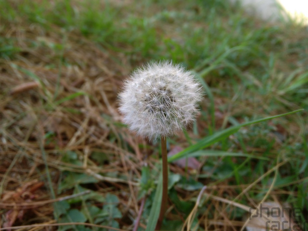 Dandelion - HD Wallpaper 