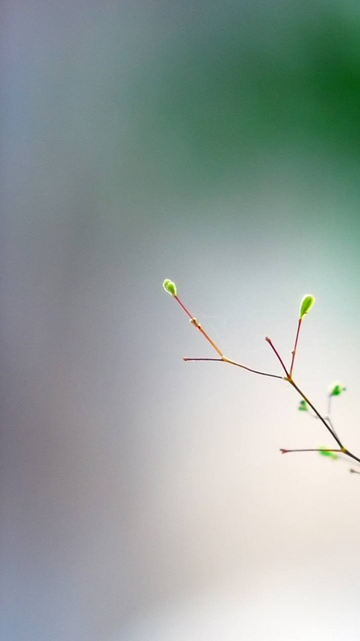 Обои На Ксиоми Редми S2 - HD Wallpaper 