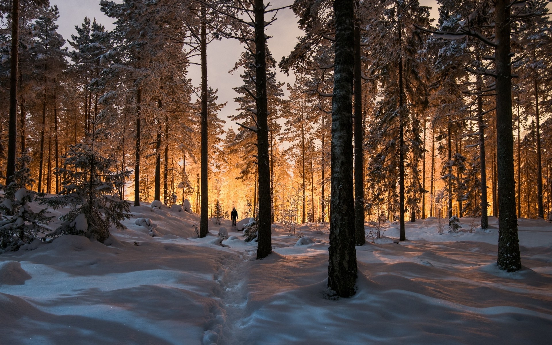 Winter Forest Backgrounds For Desktop - HD Wallpaper 