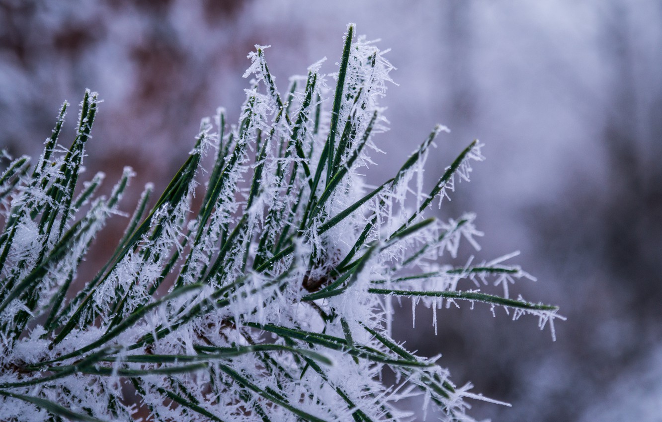 Photo Wallpaper Winter, Snow, Ice, Forest, Cold, Close - Snow - HD Wallpaper 