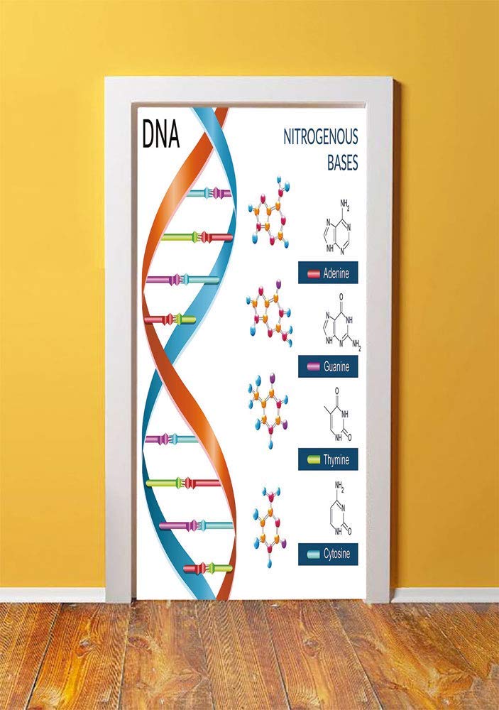 Educational 3d Door Sticker Wall Decals Mural Wallpaper,dna - Floor - HD Wallpaper 