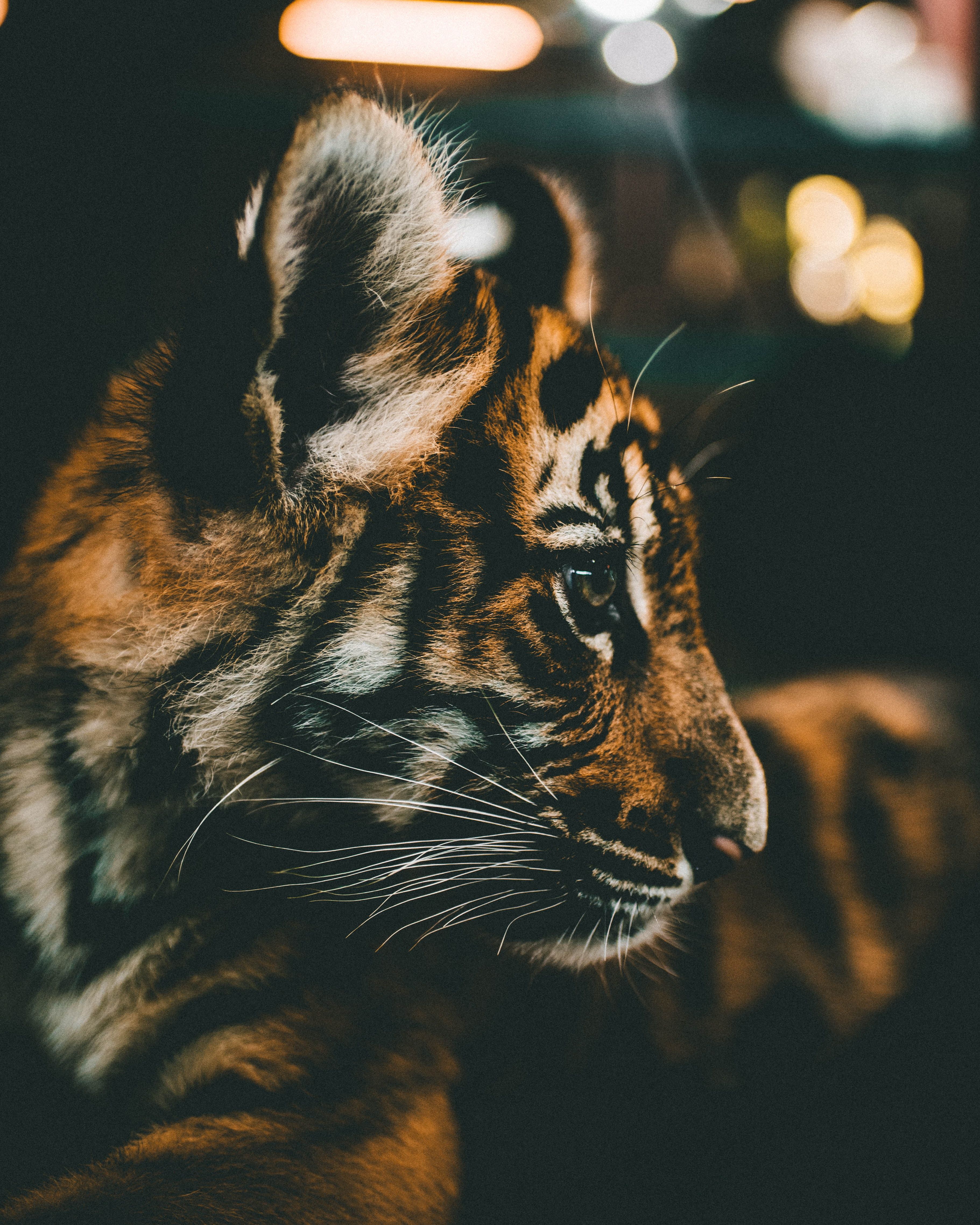 Baby Tiger Wallpaper Iphone - HD Wallpaper 