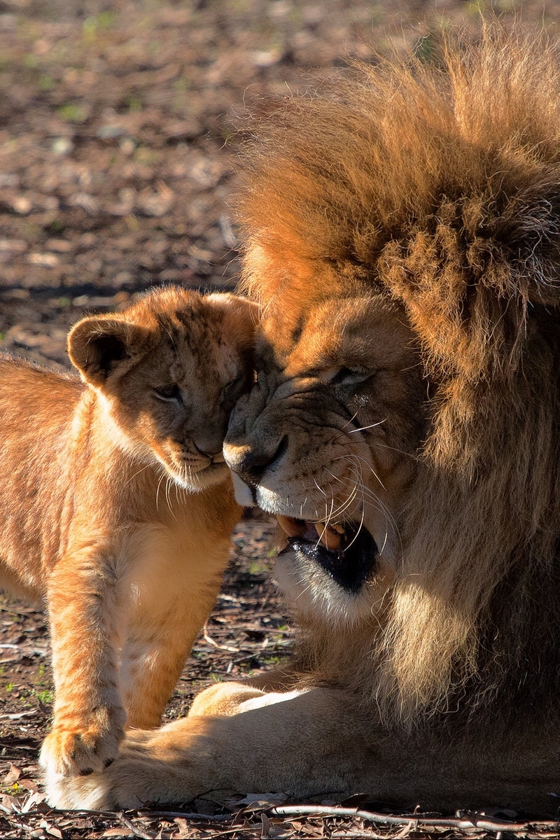 Wallpaper Lion, Cub, Care, Predators - Lion Cub Wallpaper Iphone - HD Wallpaper 