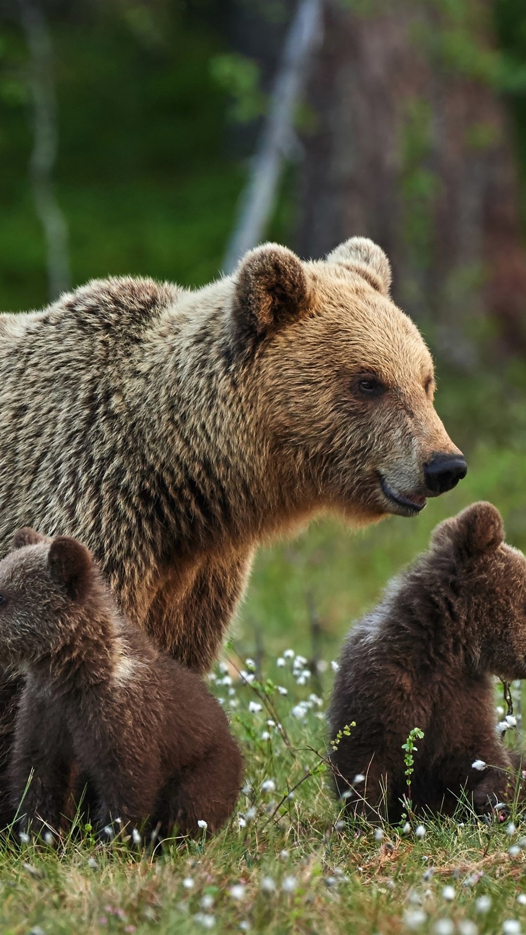 Iphone Wallpaper Brown Bears Family, Mother And Cubs - Medved Hnedy - HD Wallpaper 